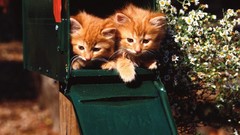 Nature Animals cats Kittens mail box