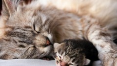 Nature Animals cats sleeping Kittens domestic cat