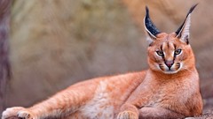 Nature Animals cats Wild caracal long ears