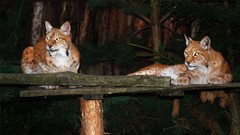 Nature Animals cats zoo lynx feline ttic24