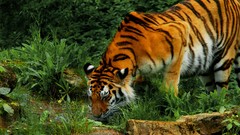 Nature Animals cats zoo Tigers drinking feline ttic24