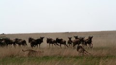 Nature Animals cheetah