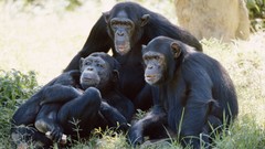 Nature Animals chimpanzee monkeys baby animals