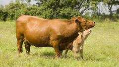 Nature Animals Cows farming
