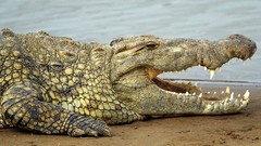 Nature Animals Crocodiles Nile Kenya wildlife mara