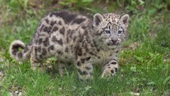 Nature Animals cubs gepard