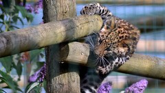 Nature Animals cubs Leopards purple flowers Wooden fence fences 