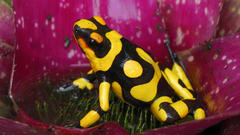 Nature Animals curious Frogs