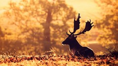 Nature Animals deer sunlight stag depth of field