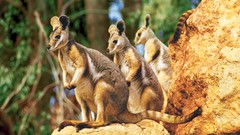 Nature Animals depth of