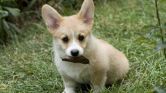 Nature Animals Dogs animal world