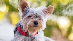 Nature Animals Dogs animal world