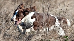 Nature Animals Dogs brown running fields outdoors spaniel pets 