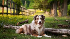 Nature Animals Dogs fences tree trunk shepherd dog