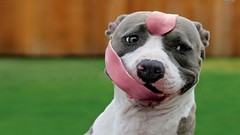 Nature Animals Dogs funny pitbull tongue