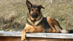 Nature Animals Dogs German shepherd