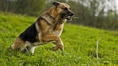 Nature Animals Dogs German shepherd animal world