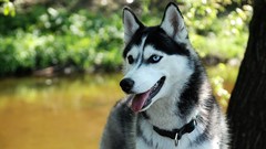 Nature Animals Dogs husky pets leash depth of field domestic dog