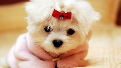 Nature Animals Dogs maltese