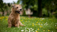 Nature Animals Dogs outdoors pets terrier