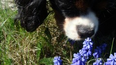 Nature Animals Dogs pets bluebells