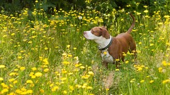 Nature Animals Dogs pit bull yellow flowers