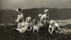 Nature Animals Dogs Scotland monochrome edinburgh scottish