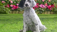 Nature Animals Dogs setter English Setter