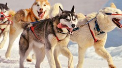 Nature Animals Dogs Team husky pices dog sled