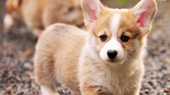 Nature Animals Dogs welsh corgi