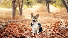 Nature Animals Dogs welsh corgi fallen leaves depth of field