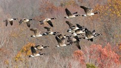 Nature Animals Ducks flying canadian geese