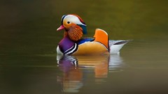 Nature Animals Ducks mandarin duck