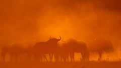 Nature Animals dust silhouettes sunlight national geographic 