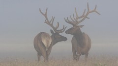 Nature Animals elk Bull caribou