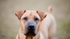 Nature Animals eyes Dogs shar pei pets