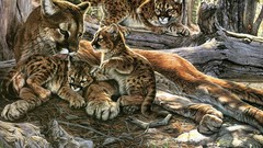 Nature Animals family puma cougar wild animals mountain lions