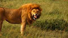 Nature Animals feline Lions