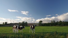 Nature Animals fields Cows