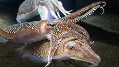 Nature Animals fish aquarium cuttlefish