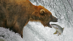 Nature Animals fish Bears