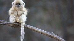 Nature Animals funny monkeys baby animals snub-nosed