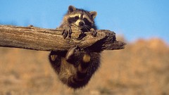 Nature Animals funny raccoons