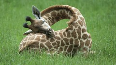 Nature Animals Giraffes botswana afternoon
