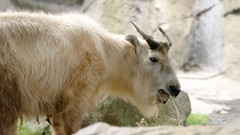 Nature Animals Goats