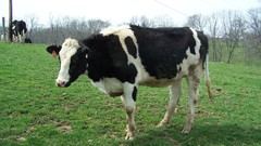 Nature Animals grass Cows