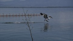 Nature Animals Greece lakes Pelicans macedonia Kerkini kerkini 