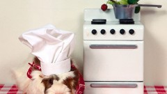 Nature Animals guinea pigs