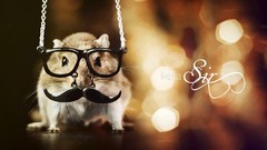 Nature Animals hamsters gerbils like a sir