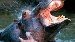 Nature Animals hippopotamus water